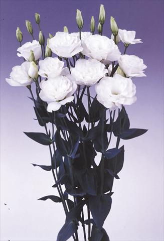 Photo de variété de fleurs à utiliser comme: Fleur coupée Lisianthus (Eustoma grandiflorum) Borealis White