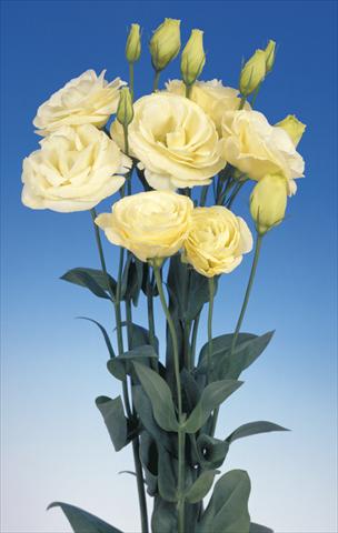 Photo de variété de fleurs à utiliser comme: Fleur coupée Lisianthus (Eustoma grandiflorum) Lisi Mariachi Yellow