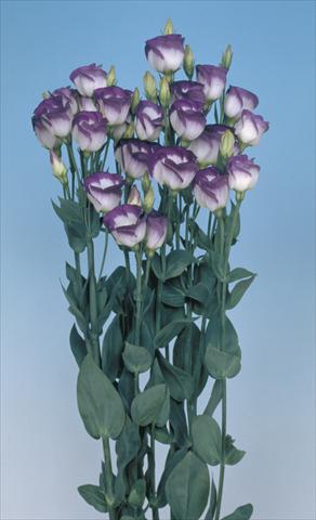 Photo de variété de fleurs à utiliser comme: Fleur coupée Lisianthus (Eustoma grandiflorum) Piccolo Blue