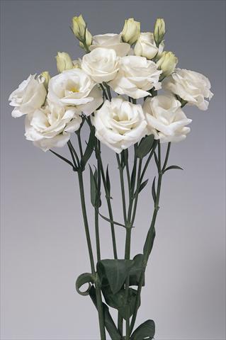Photo de variété de fleurs à utiliser comme: Fleur coupée Lisianthus (Eustoma grandiflorum) Lisi Rosita White