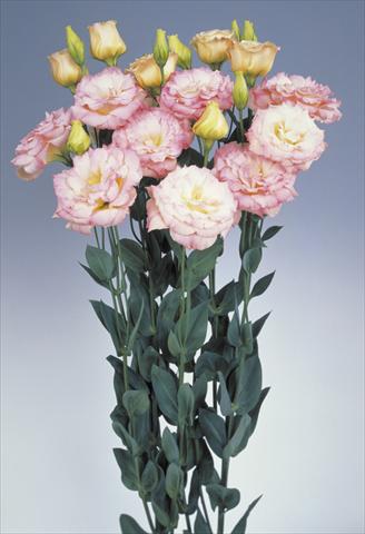 Photo de variété de fleurs à utiliser comme: Fleur coupée Lisianthus (Eustoma grandiflorum) Echo Champagne