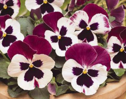 Photo de variété de fleurs à utiliser comme: Pot et Plante à massif Viola wittrockiana Matrix Cassis
