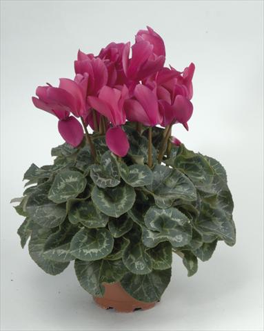 Photo de variété de fleurs à utiliser comme: Pot et Plante à massif Cyclamen persicum Rainier Purple