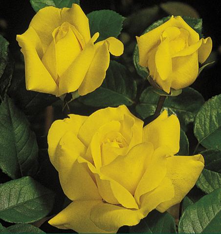 Photo de variété de fleurs à utiliser comme: Pot et Plante à massif Rosa floribunda Gina Lollobrigida