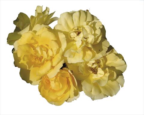 Photo de variété de fleurs à utiliser comme: Pot et Plante à massif Rosa floribunda Gold Tequila