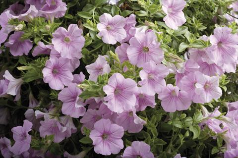 Photo de variété de fleurs à utiliser comme: Suspension / pot Petunia pendula Surfinia® Sweet Pink