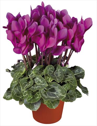 Photo de variété de fleurs à utiliser comme: Pot et Plante à massif Cyclamen persicum mini Super Serie®s Verano Dark Violet