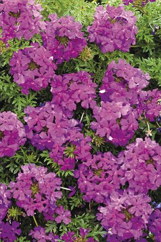 Photo de variété de fleurs à utiliser comme: Pot et Plante à massif Verbena Tapien® Purple