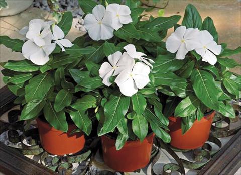 Photo de variété de fleurs à utiliser comme: Pot et Plante à massif Catharanthus roseus - Vinca Cora F1 White