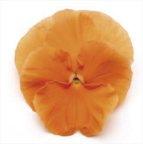 Photo de variété de fleurs à utiliser comme: Pot et Plante à massif Viola wittrockiana Matrix Deep Orange