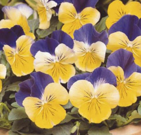 Photo de variété de fleurs à utiliser comme: Pot et Plante à massif Viola wittrockiana Matrix Morpheus