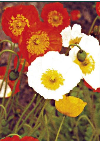 Photo de variété de fleurs à utiliser comme: Plante à massif/ plante de bordure Papaver nudicaule Gartenzwerg