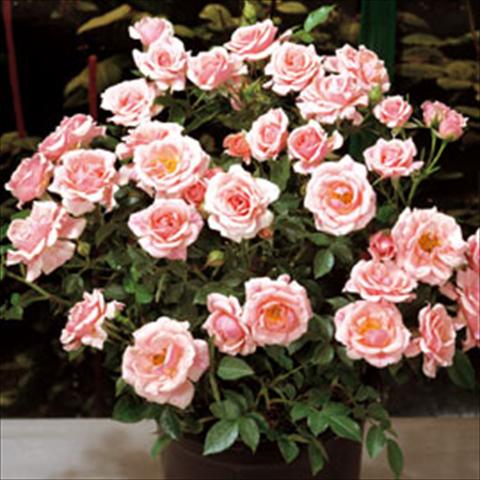 Photo de variété de fleurs à utiliser comme: Pot Rosa floribunda Pink Meillandina
