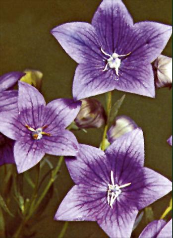Photo de variété de fleurs à utiliser comme: Plante à massif/ plante de bordure Platycodon grandiflorus Fuji Blue
