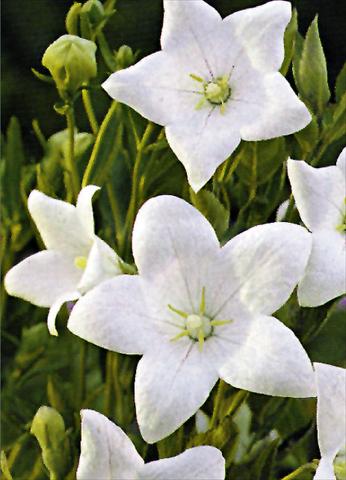 Photo de variété de fleurs à utiliser comme: Plante à massif/ plante de bordure Platycodon grandiflorus Fuji White