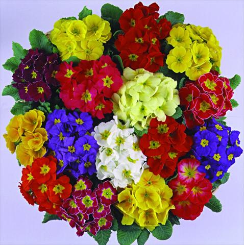 Photo de variété de fleurs à utiliser comme: Pot et Plante à massif Primula acaulis, veris, vulgaris Bellissima F1 Mix