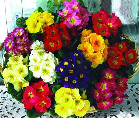 Photo de variété de fleurs à utiliser comme: Pot et Plante à massif Primula acaulis, veris, vulgaris Fantastica F1 Mix