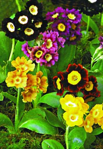 Photo de variété de fleurs à utiliser comme: Pot et Plante à massif Primula x pubescens Exibition Blue