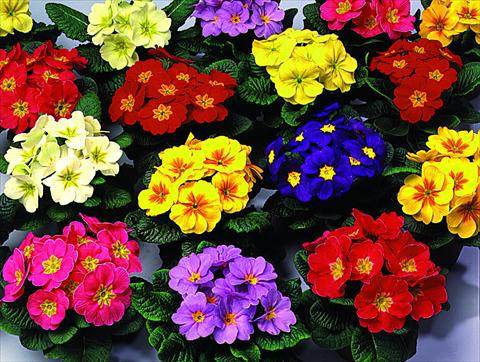 Photo de variété de fleurs à utiliser comme: Suspension / pot Primula acaulis, veris, vulgaris Unistar F1 Mix