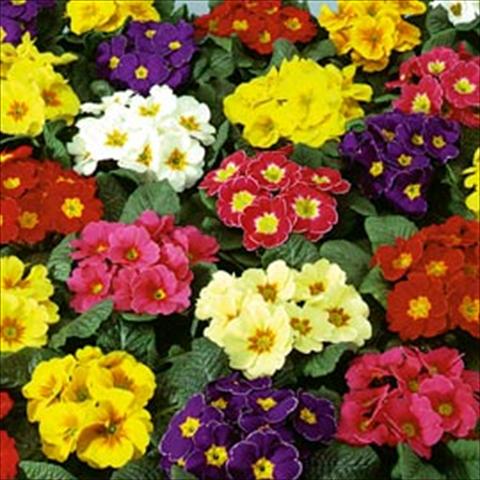 Photo de variété de fleurs à utiliser comme: Pot et Plante à massif Primula acaulis, veris, vulgaris Eblo F1 Mix