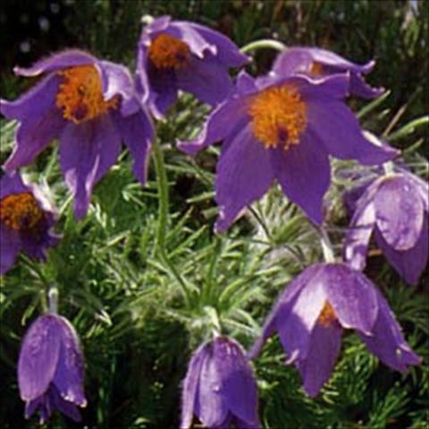 Photo de variété de fleurs à utiliser comme: Plante à massif/ plante de bordure Pulsatilla vulgaris Blaue Glocke