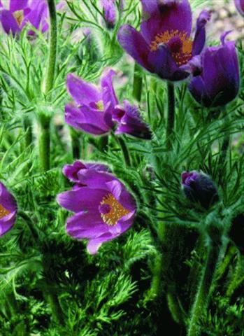Photo de variété de fleurs à utiliser comme: Pot et Plante à massif Pulsatilla vulgaris Rote Glocke