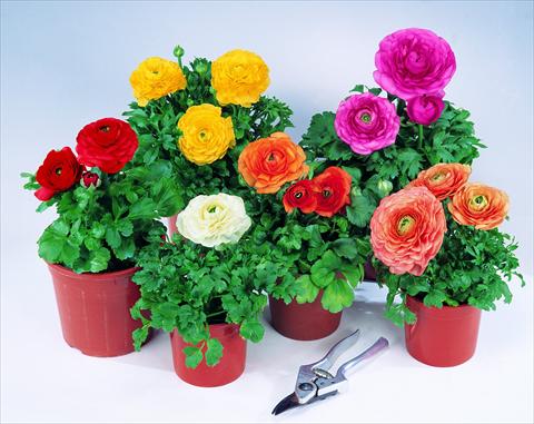 Photo de variété de fleurs à utiliser comme: Pot Ranunculus asiaticus Pratolino F1 Mix