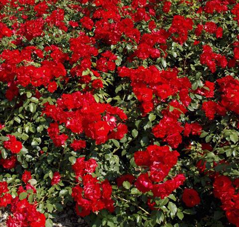 Photo de variété de fleurs à utiliser comme: Plante à massif/ plante de bordure Rosa paesaggistica La Sevillana