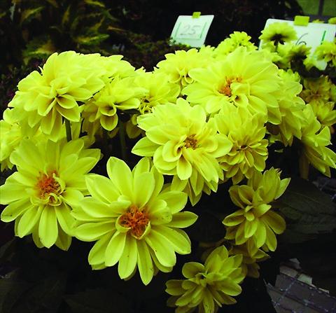 Photo de variété de fleurs à utiliser comme: Pot et Plante à massif Dahlia Royal Dahlietta Margaret