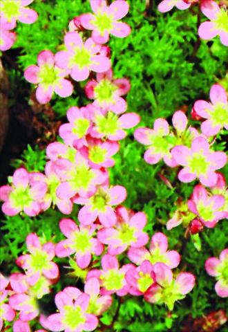 Photo de variété de fleurs à utiliser comme: Pot et Plante à massif Saxifraga x arendsii Bluetenteppich