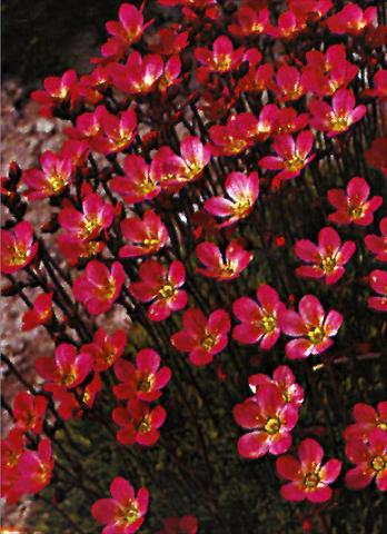 Photo de variété de fleurs à utiliser comme: Pot et Plante à massif Saxifraga x arendsii Purpurteppich