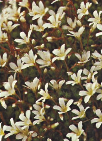 Photo de variété de fleurs à utiliser comme: Pot et Plante à massif Saxifraga x arendsii Schneeteppich