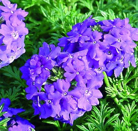 Photo de variété de fleurs à utiliser comme: Plante à massif, pot ou Suspension Verbena Tapien®