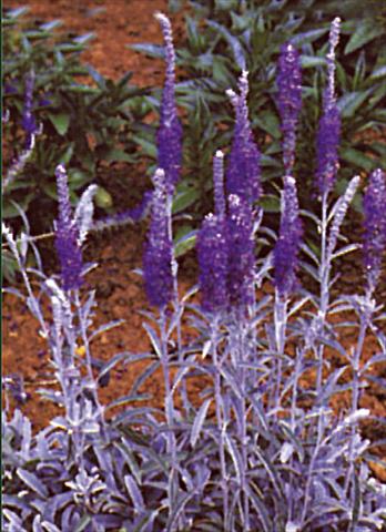 Photo de variété de fleurs à utiliser comme: Plante à massif/ plante de bordure Veronica spicata Blauteppich