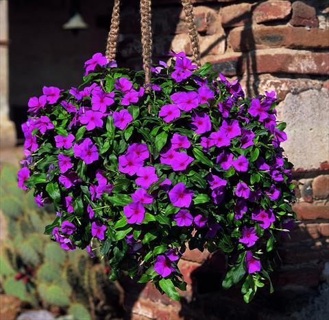 Photo de variété de fleurs à utiliser comme: Suspension / pot Catharanthus roseus - Vinca Patricia Cascade