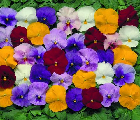 Photo de variété de fleurs à utiliser comme: Pot et Plante à massif Viola wittrockiana Dynamite F1 Mix