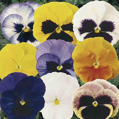 Photo de variété de fleurs à utiliser comme: Pot et Plante à massif Viola wittrockiana Matrix F1 Mix