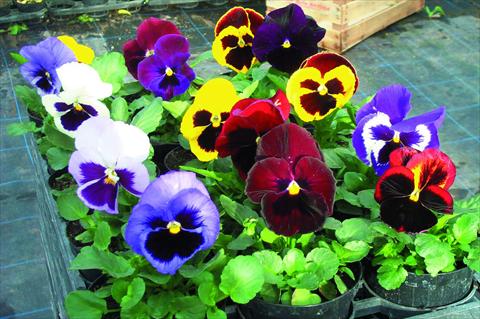Photo de variété de fleurs à utiliser comme: Pot et Plante à massif Viola wittrockiana Power F1 Mix
