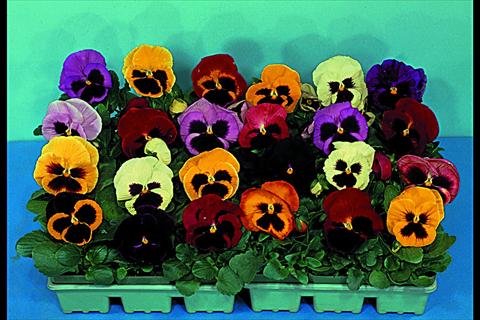 Photo de variété de fleurs à utiliser comme: Plante à massif/ plante de bordure Viola wittrockiana Super Majestic F1 Mix