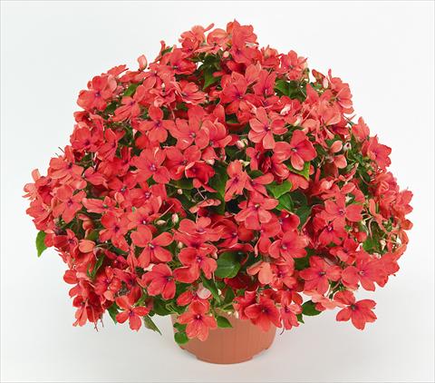 Photo de variété de fleurs à utiliser comme: Pot et Plante à massif Impatiens walleriana Cheeky Sparkling Orange