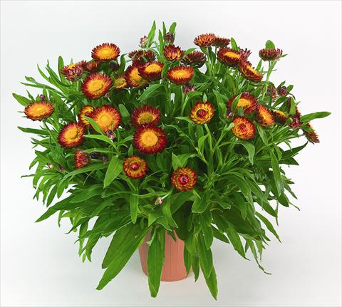 Photo de variété de fleurs à utiliser comme: Pot et Plante à massif Helichrysum (Bracteantha) Helica Bicolor Orange