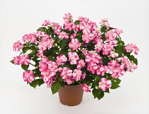 Photo de variété de fleurs à utiliser comme: Pot et Plante à massif Impatiens walleriana Musica Bicolor Pink