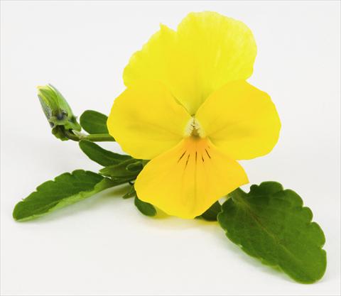 Photo de variété de fleurs à utiliser comme: Suspension / pot Viola hybrida Friolina® Cascadiz Yellow