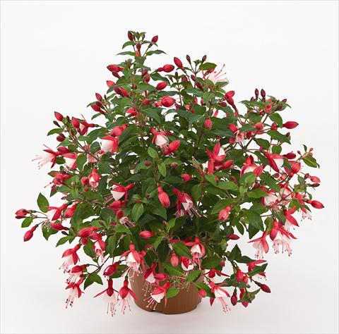 Photo de variété de fleurs à utiliser comme: Pot et Plante à massif Fuchsia Diva™ Cherry/White
