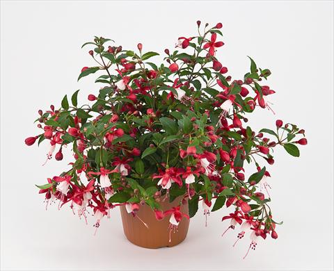 Photo de variété de fleurs à utiliser comme: Suspension / pot Fuchsia Windchimes Rose/White