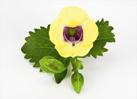 Photo de variété de fleurs à utiliser comme: Suspension / pot Torenia Moon Yellow Moon
