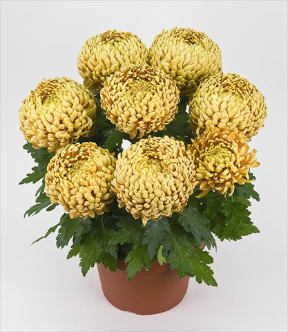 Photo de variété de fleurs à utiliser comme: Pot Chrysanthemum Globus Sharki