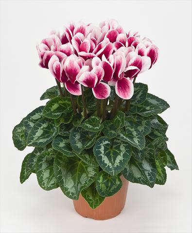 Photo de variété de fleurs à utiliser comme: Pot Cyclamen persicum Halios® Fantasia  Magenta
