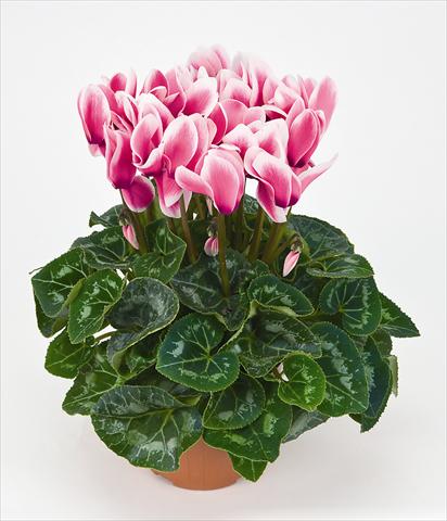 Photo de variété de fleurs à utiliser comme: Pot Cyclamen persicum Latinia® Fantasia Fuchsia