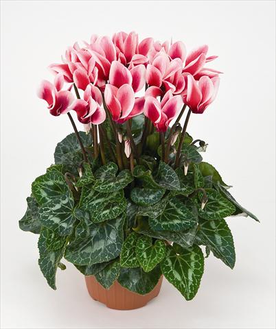 Photo de variété de fleurs à utiliser comme: Pot Cyclamen persicum Tianis® Fantasia Saumon